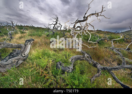 Dead Southern faggi, Torres del Paine NP, Cile Foto Stock