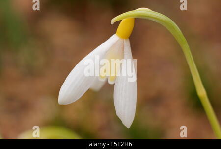 Galanthus plicatus 'Wendy's Gold' snowdrop caratteristica visualizzazione contrassegni di colore giallo - Febbraio, REGNO UNITO Foto Stock