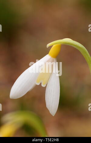 Galanthus plicatus 'Wendy's Gold' snowdrop caratteristica visualizzazione contrassegni di colore giallo - Febbraio, REGNO UNITO Foto Stock