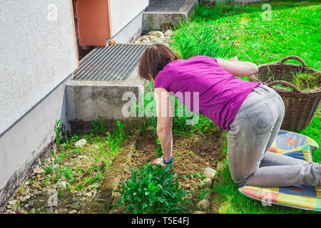 Una donna stanno ripulendo dalle erbacce nel giardino Foto Stock