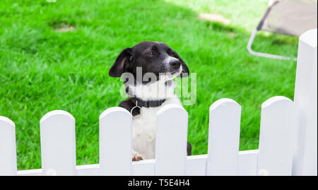 Un cane guarda oltre il giardino recinto. Foto Stock