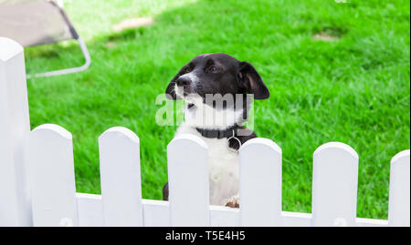 Un cane guarda oltre il giardino recinto. Foto Stock