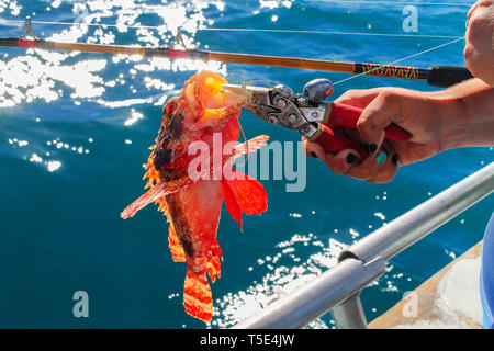 La cattura di un pesce di fuoco quando profonde - la pesca in mare Foto Stock