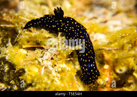 Una bella nudibranch o mare slug, Felimare californiensis, la California Dorid blu visto mentre immersioni nel mare di Cortez, Baja, Messico Foto Stock