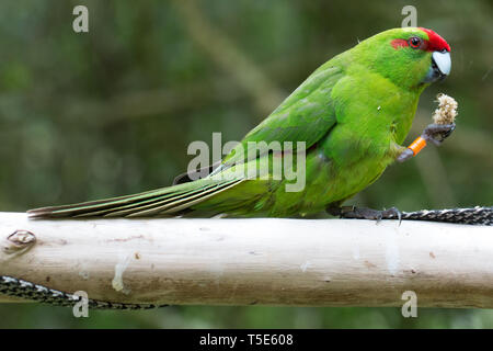 Un Rosso coronato parrocchetto (Kakariki) gode di mangiare qualche miglio in Wellington, Nuova Zelanda Foto Stock