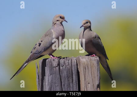 Colombe di mattina in un giorno di primavera Foto Stock