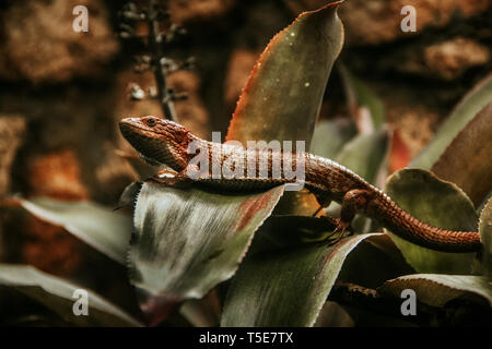 Lizard reptile messicano in Chiapas iguana del sumidero Foto Stock