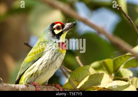 Ramaio Barbet Foto Stock