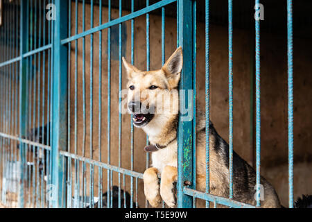 I cani in gabbia nel riparo animale Foto Stock