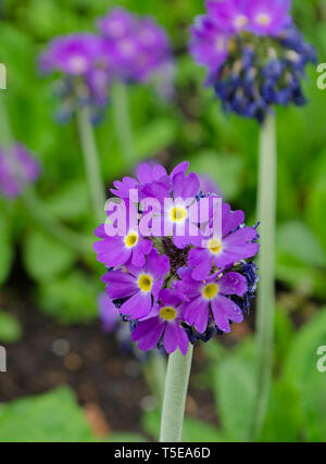 Viola Primula fiori - Primula Pseudodenticulata aka coscia Primula Foto Stock