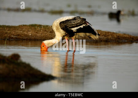 Dipinto di Stork, thol, Gujarat, India, Asia Foto Stock