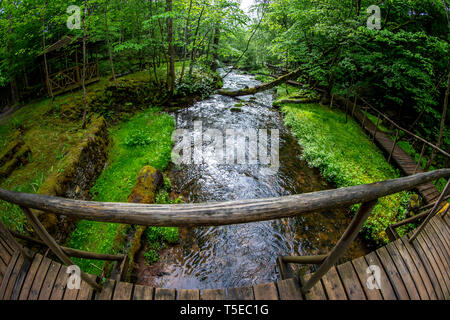 Estate paesaggio del fiume nel bosco. Ponte di legno nella foresta vicino al fiume. Albero caduto attraverso il fiume nella foresta e ponte di legno in La Foto Stock