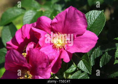 Bel fiore di un luminoso rose canine Foto Stock