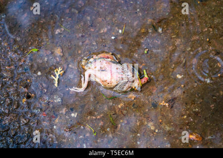 Casa passero annidata caduto dal suo nido in una pozza d'acqua, sul cemento in una città urbana park, dopo una pioggia e vento giorno. Inglese morto spar Foto Stock