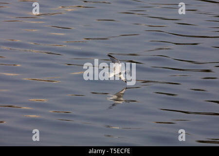 Brown intitolata gabbiano, tapi river, Surat, Gujarat, India, Asia Foto Stock