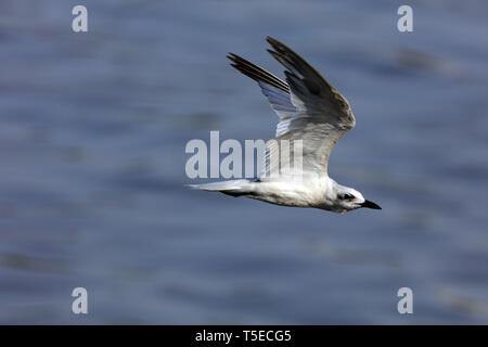 Brown intitolata gabbiano, tapi river, Surat, Gujarat, India, Asia Foto Stock