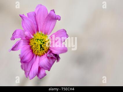 Pink gerbera,Asteraceae,singolo fiore morto Foto Stock