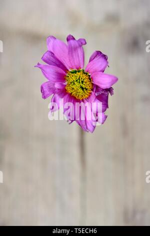 Pink gerbera,Asteraceae,singolo fiore morto Foto Stock