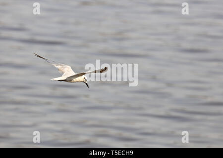 Brown intitolata gabbiano, tapi river, Surat, Gujarat, India, Asia Foto Stock