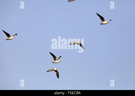 Brown intitolata gabbiano, tapi river, Surat, Gujarat, India, Asia Foto Stock