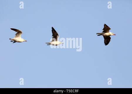 Brown intitolata gabbiano, tapi river, Surat, Gujarat, India, Asia Foto Stock