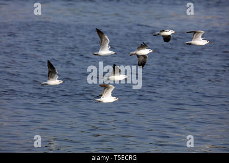 Brown intitolata gabbiano, tapi river, Surat, Gujarat, India, Asia Foto Stock