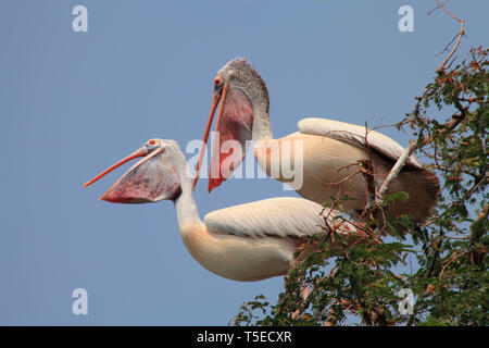 Pellicani bird, telineelapuram, tekkali, Andhra Pradesh, India, Asia Foto Stock