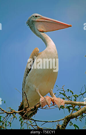 Pellicani bird, telineelapuram, tekkali, Andhra Pradesh, India, Asia Foto Stock