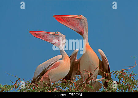Pellicani bird, telineelapuram, tekkali, Andhra Pradesh, India, Asia Foto Stock