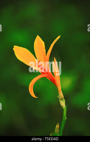 Canna indica fiore, Visakhapatnam, Andhra Pradesh, India, Asia Foto Stock