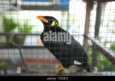 Hill Myna (parlando Myna o Grackle) nella gabbia . Uccello tailandese Foto Stock