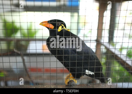 Hill Myna (parlando Myna o Grackle) nella gabbia . Uccello tailandese Foto Stock