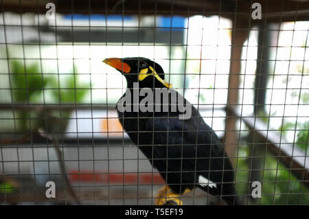 Hill Myna (parlando Myna o Grackle) nella gabbia . Uccello tailandese Foto Stock