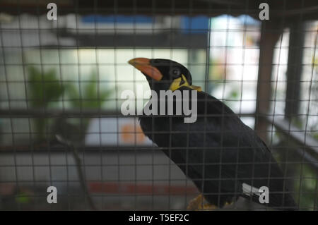 Hill Myna (parlando Myna o Grackle) nella gabbia . Uccello tailandese Foto Stock