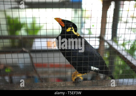 Hill Myna (parlando Myna o Grackle) nella gabbia . Uccello tailandese Foto Stock