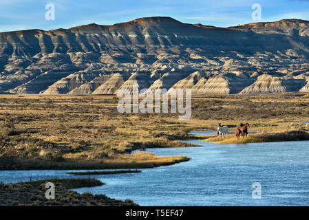 Cavalli in La Leona river, Los Glaciares NP, Argentina Foto Stock