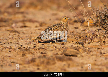 Di castagno Sandgrouse panciuto, Pterocles exustus, Femmina, maggiore Rann di Kutch, Gujarat, India. Foto Stock