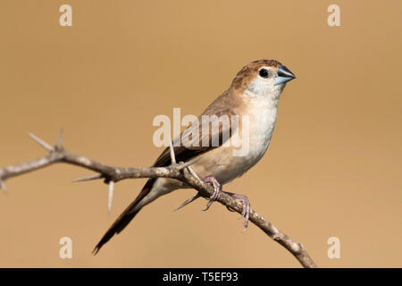 Indian silverbill o bianco-throated munia, Euodice malabarica, maggiore Rann di Kutch, Gujarat, India. Foto Stock