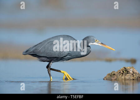 Reef heron, Egretta gularis, Jamnagar, Gujarat, India. Foto Stock