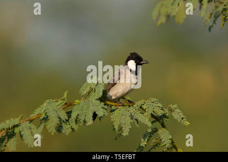 Bianco-eared bulbul, Pycnonotus leucotis, maggiore Rann di Kutch, Gujarat, India. Foto Stock