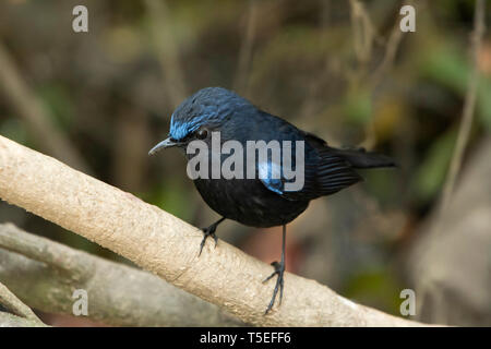 White-tailed robin, maschio, Myiomela leucura, dell'Himalaya orientale, lava, India. Foto Stock