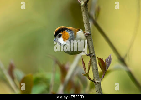 Nero-throated parrotbill, Suthora nipalensis, dell'Himalaya orientale uccelli, lava, India. Foto Stock