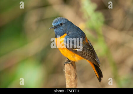 Blue fronteggiata redstart, maschio, Phoenicurus frontalis, dell'Himalaya orientale, lava, India. Foto Stock