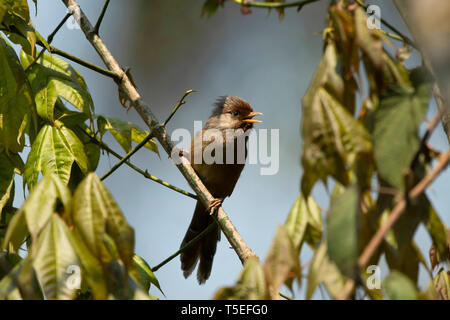 Rusty-fronteggiata barwing, Actinodura egertoni, dell'Himalaya orientale uccelli, lava, India. Foto Stock