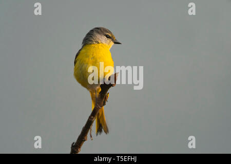 Lunga coda di minivet, Pericrocotus ethologus, femmina, Singalila National Park, Darjeeling, West Bengal, India. Foto Stock