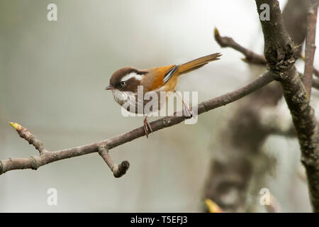 Bianco-browed fulvetta, Fulvetta vinipectus, Singalila National Park, Darjeeling, West Bengal, India. Foto Stock