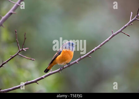 Con facciata di colore blu, redstart Phoenicurus frontalis Sattal Uttarakhand, India. Foto Stock