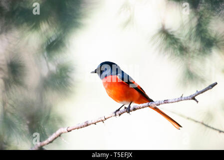 Long-tailed minivet, maschio, Pericrocotus ethologus, Sattal, Uttarakhand, India. Foto Stock