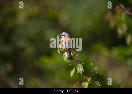 Lunga coda di shrike o rufous-backed shrike, Lanius schach, Sattal, Uttarakhand, India. Foto Stock