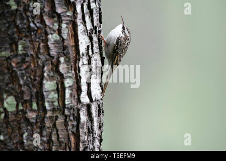 Bar-tailed rampichino alpestre, Certhia himalayana, Sattal, Uttarakhand, India. Foto Stock